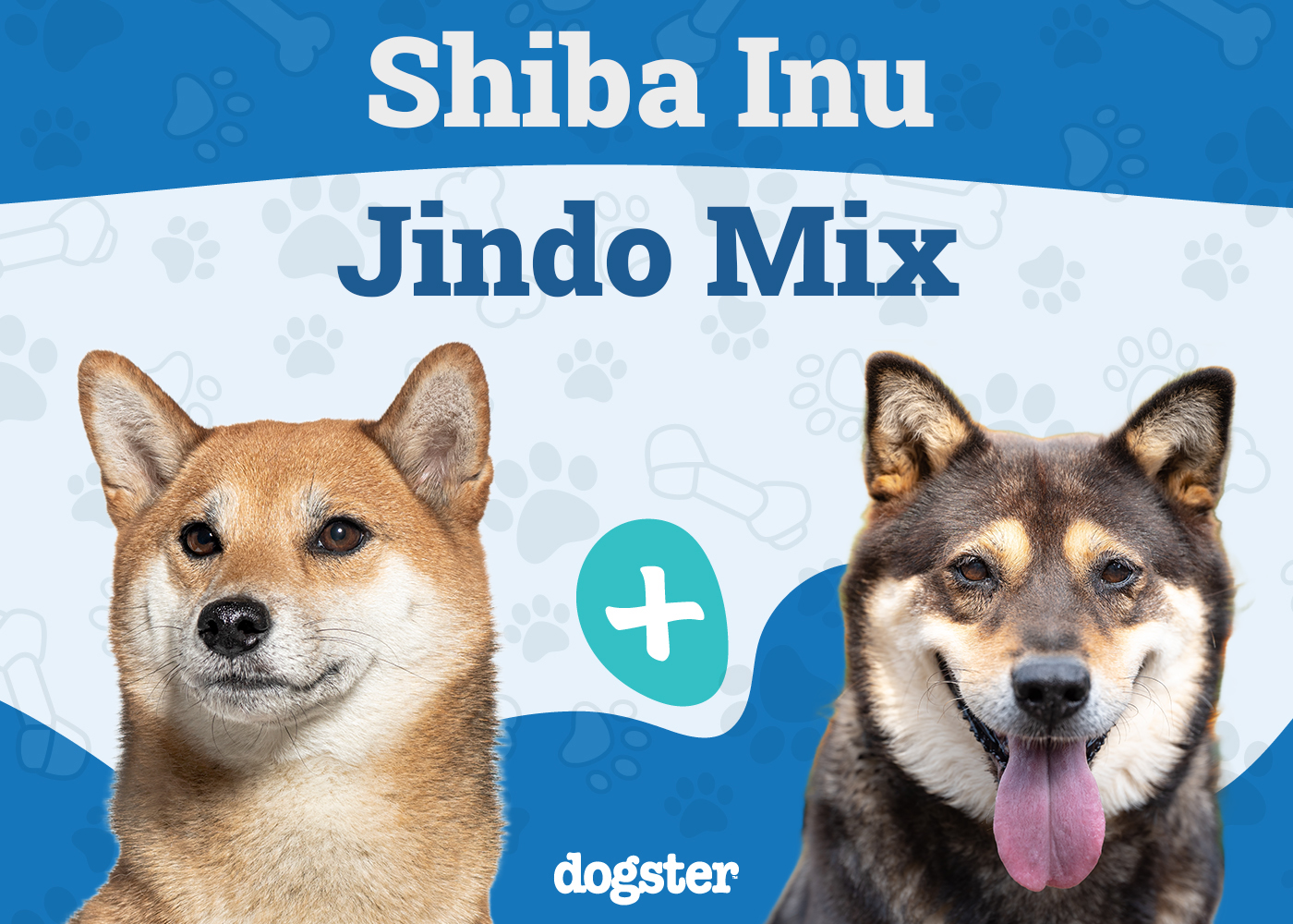 Shiba Jindo Mix: Info, Pictures, Care & More