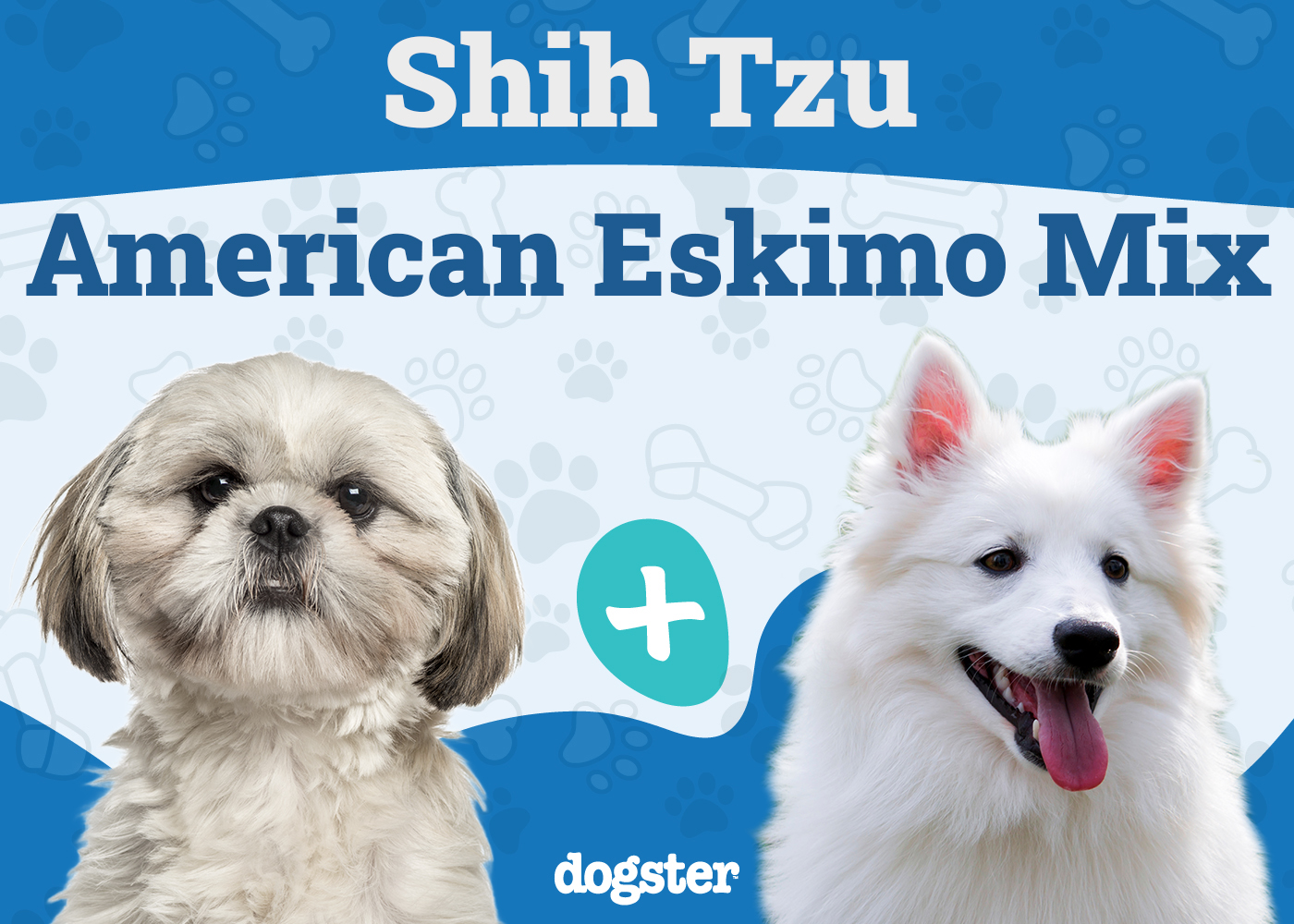 Shih-Mo (Shih Tzu & American Eskimo Mix): Info, Pictures, Care & More