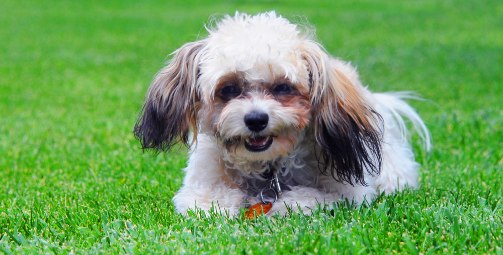 Shih Poo sitting in grass