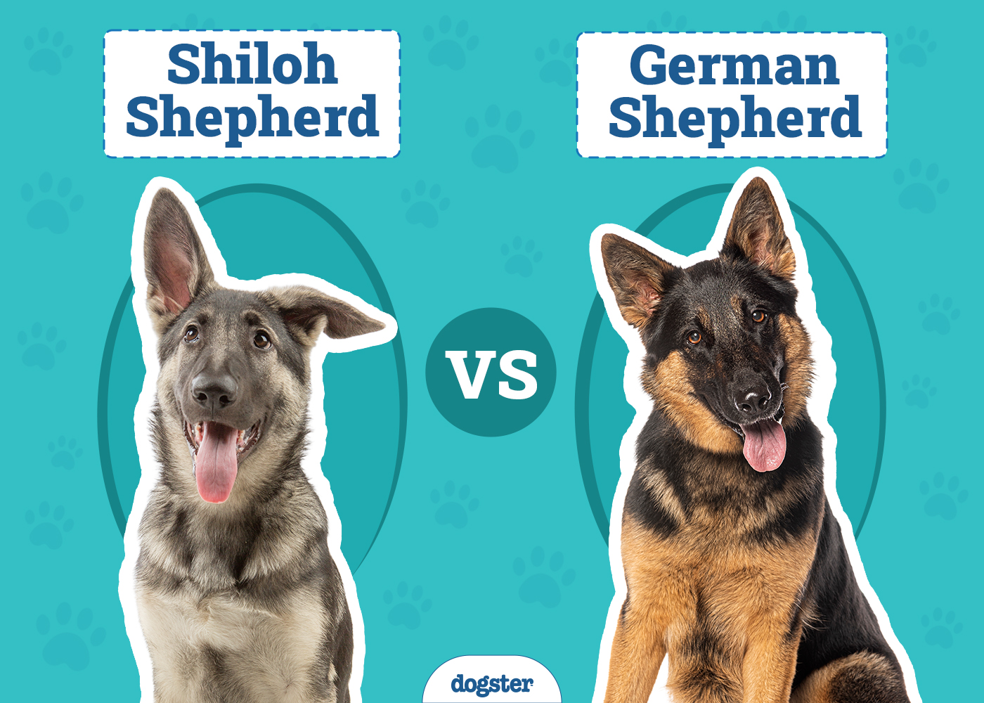 Shiloh Shepherd vs. German Shepherd: Main Differences (With Pictures)