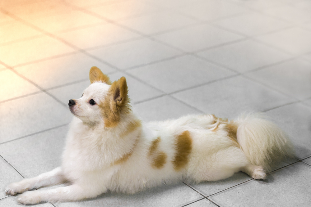 Shiranian (Shih-Tzu & Pomeranian Mix) Dog Breed: Info, Pictures, Care & More