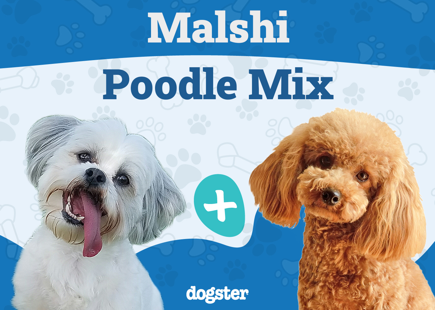 Shmoodle (Mal-Shi & Toy Poodle Mix) Dog Breed: Info, Pictures, Care & Traits