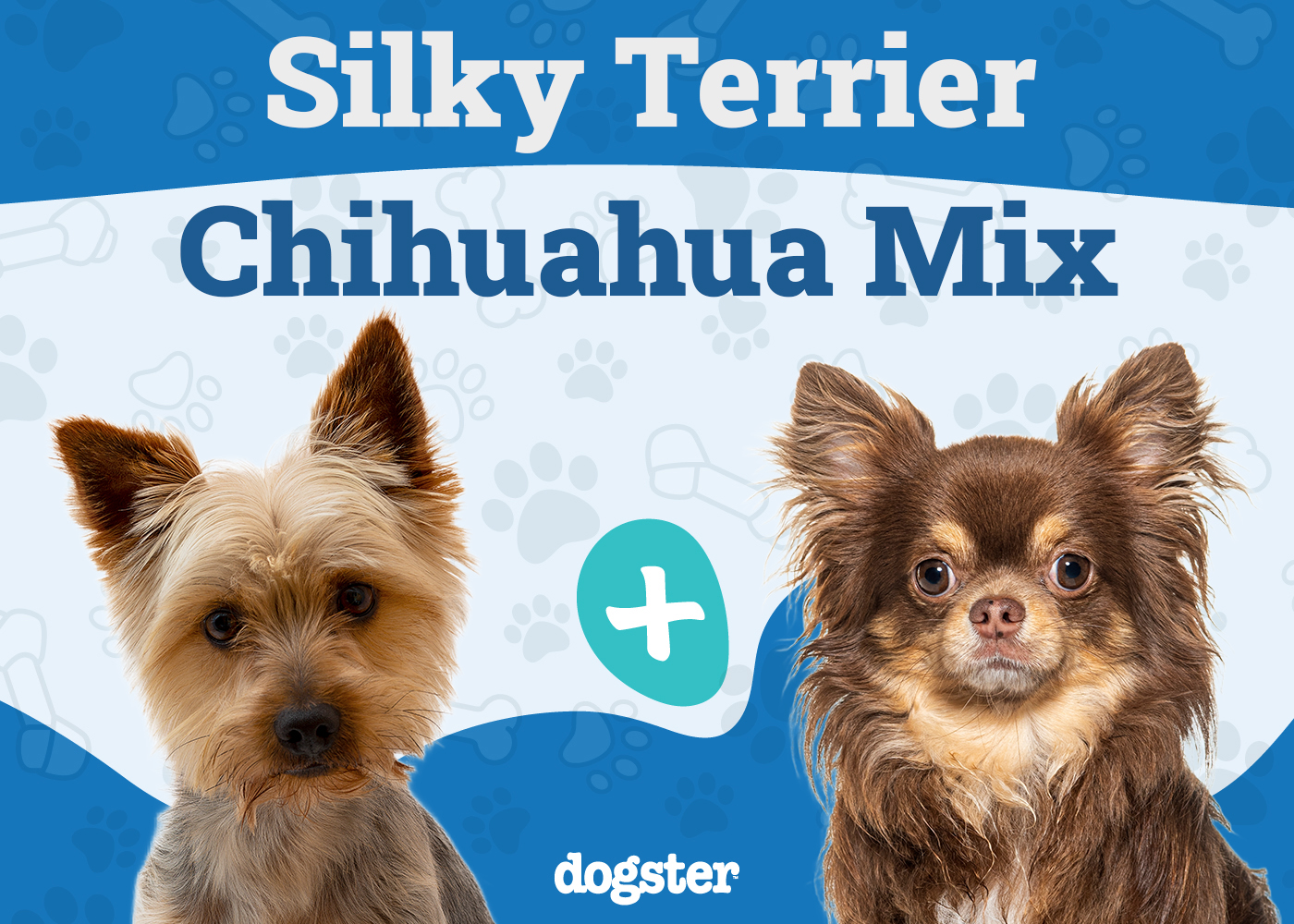 Silkyhuahua (Silky Terrier & Chihuahua Mix): Info, Pictures, Care & More