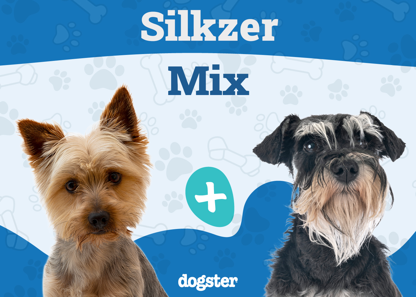 Silkzer (Miniature Schnauzer & Silky Terrier Mix): Info, Pictures, Care & More