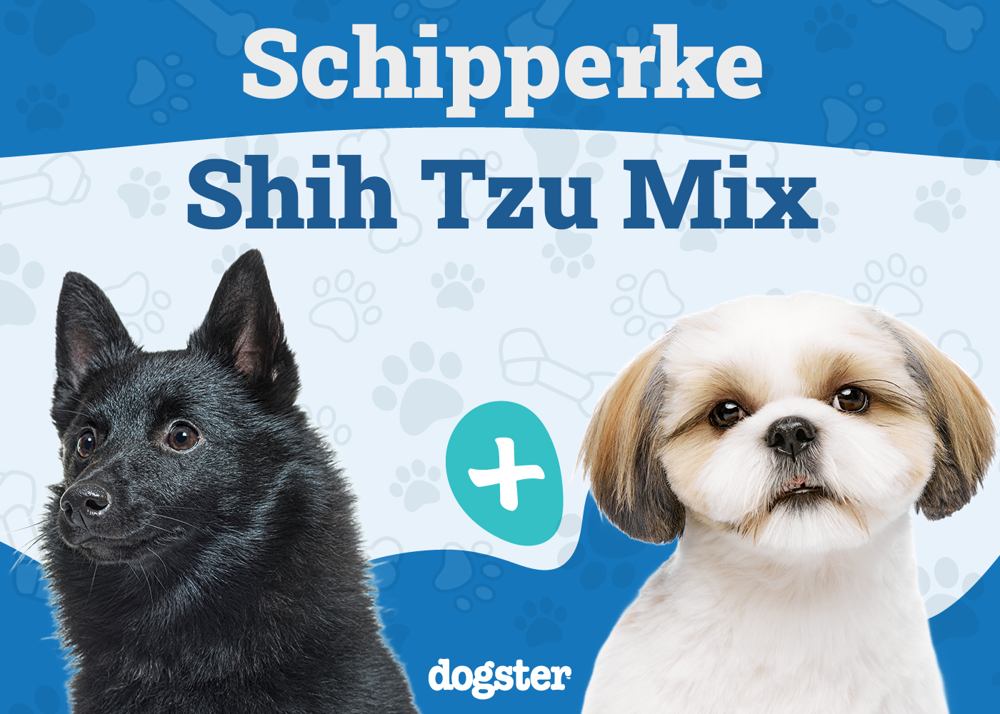Skip-Shzu (Schipperke & Shih Tzu Mix): Info, Pictures, Care & More