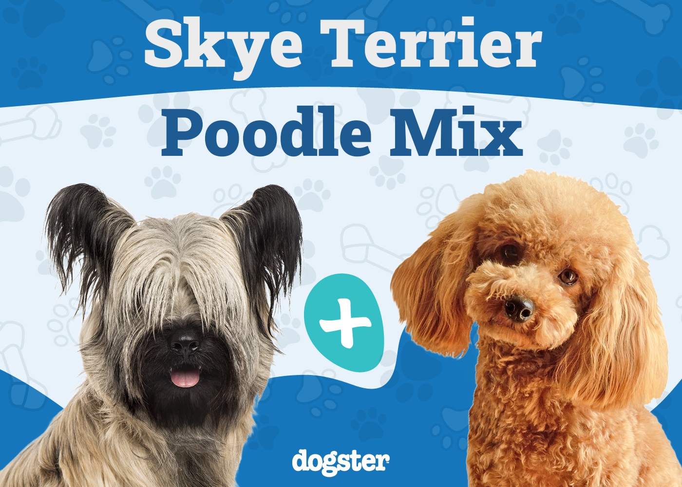 Skypoo (Skye Terrier & Poodle Mix) Dog Breed: Info, Pictures, Care & Traits