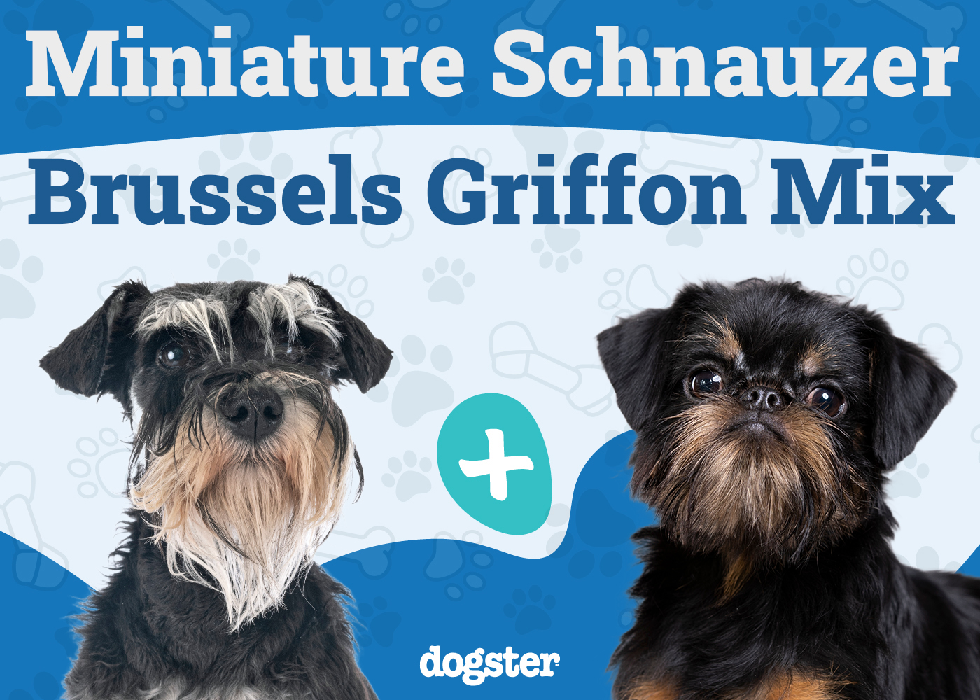 Sniffon (Miniature Schnauzer & Brussels Griffon Mix): Info, Pictures, Care & More