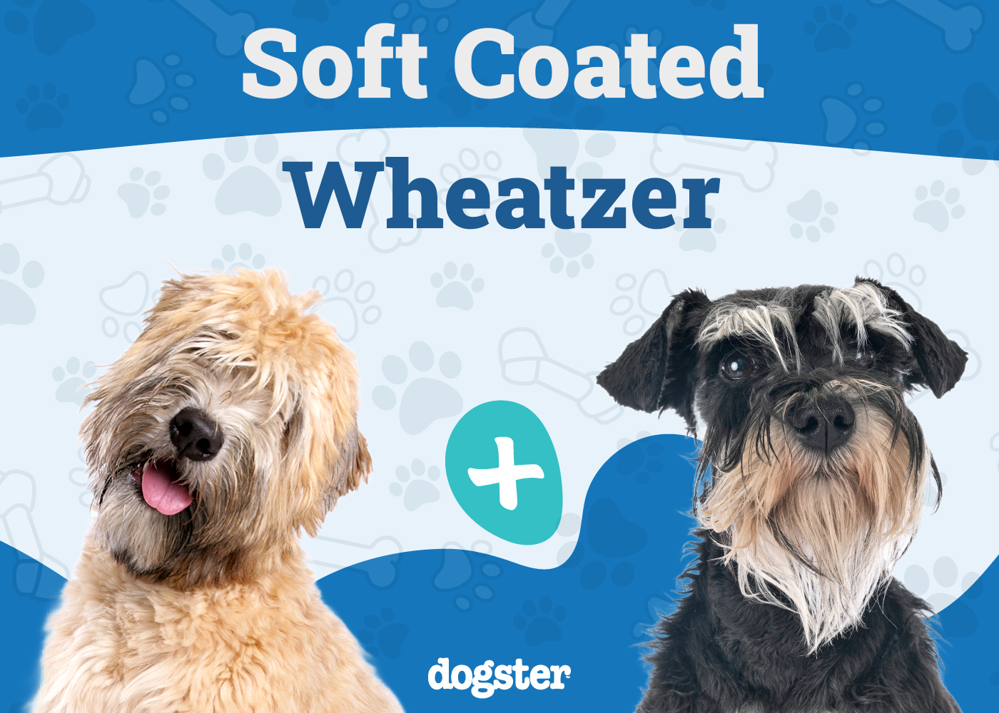 Soft Coated Wheatzer Dog Breed: Info, Pictures, Care & More