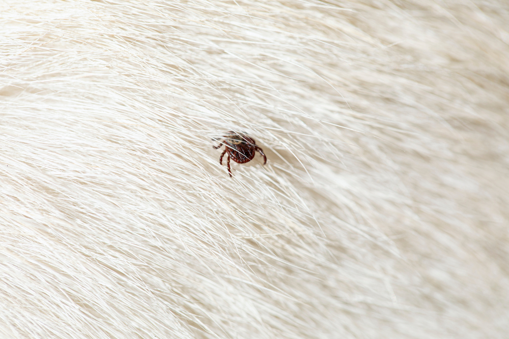 Tick on dog hair