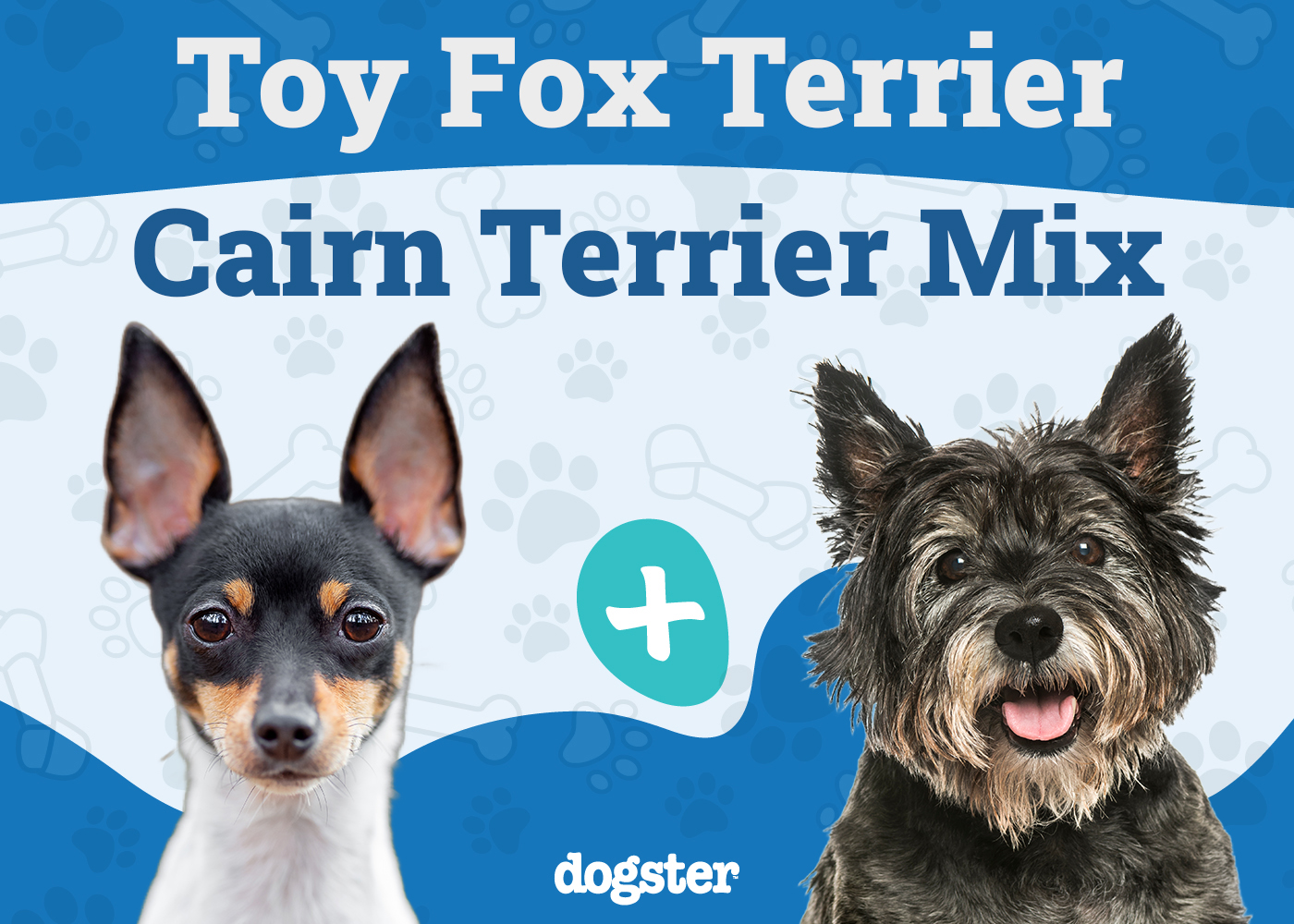 Toxirn (Chihuahua & Carin Terrier Mix): Info, Pictures, Care & More