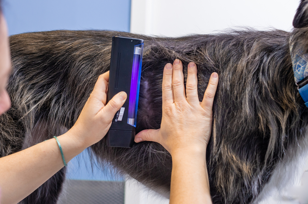 Veterinarian exploring a greyhound with a wood lamp in a veterinary clinic