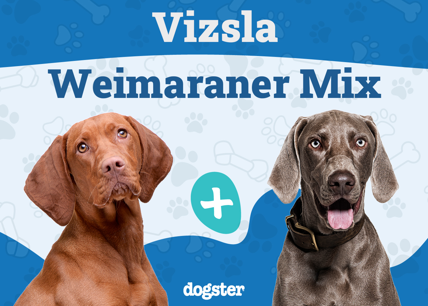 Vizmaraner (Vizsla Weimaraner Mix): Info, Pictures, Care Guide & More