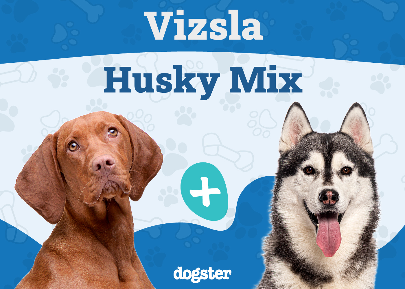 Vizsla Husky Mix: Info, Pictures, Care Guide & More