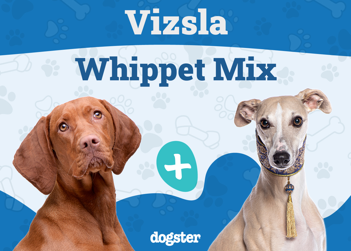 Vizsla Whippet Mix: Info, Pictures, Care Guide & More