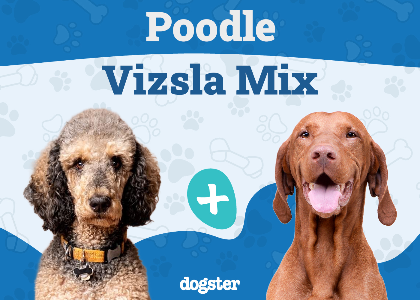 Poodle Vizsla Mix (Vizsladoodle): Info, Pictures, Care Guide & More