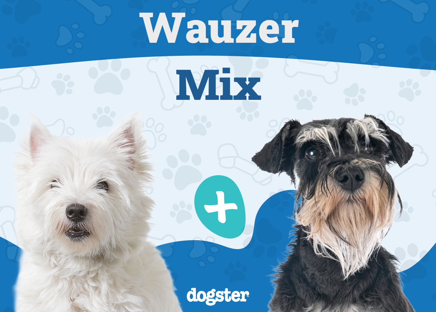 Wauzer Dog Breed: Info, Pictures, Care Guide, Temperament & Traits ...