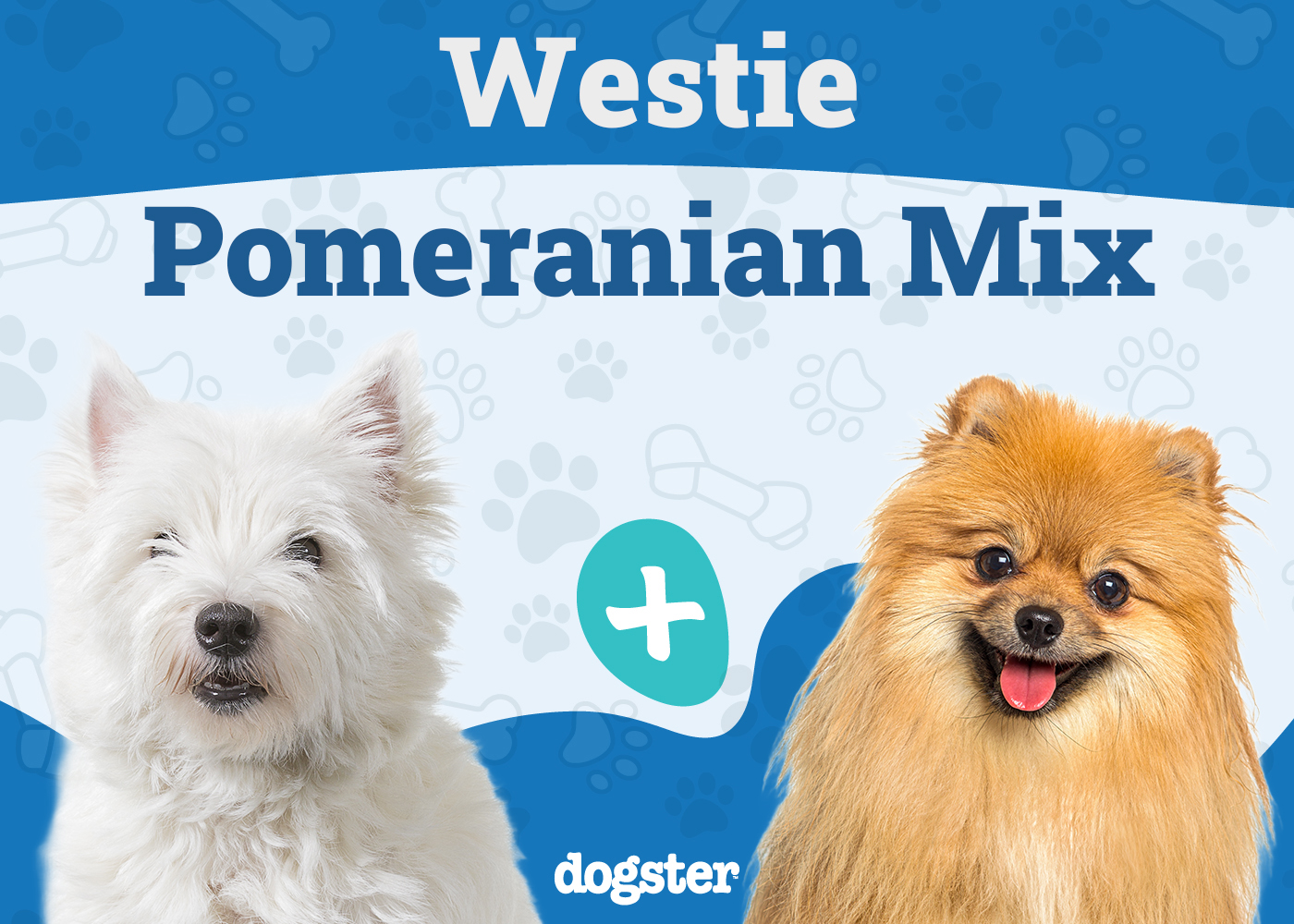 Weeranian (Westie & Pomeranian Mix): Info, Pictures, Care & More