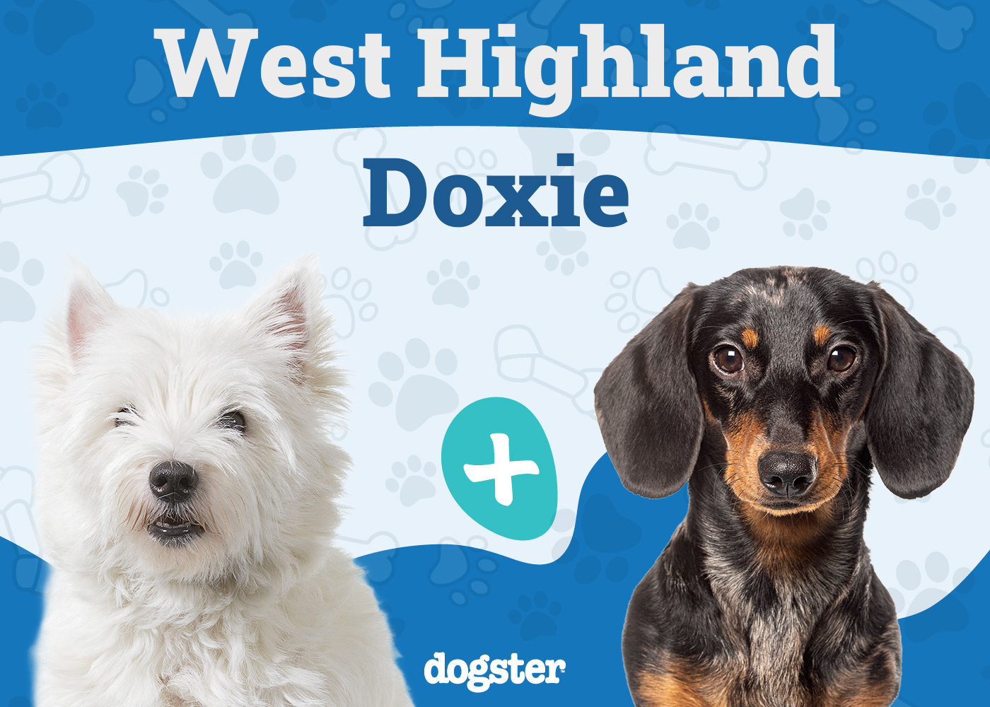 West Highland Doxie (Westie & Dachshund Mix): Info, Pictures, Care & More