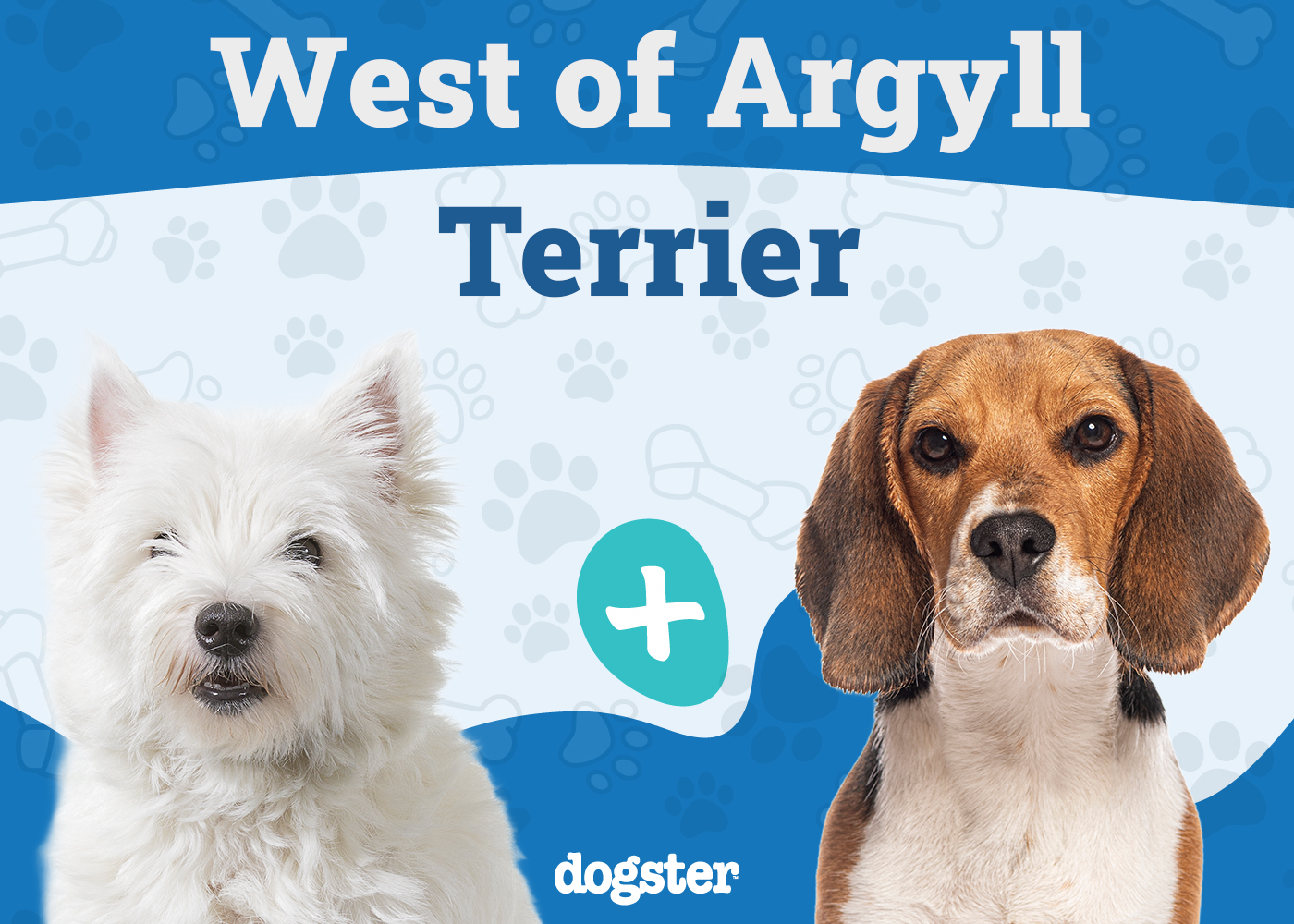 West of Argyll Terrier (Westie & Beagle Mix): Info, Pictures, Care & More