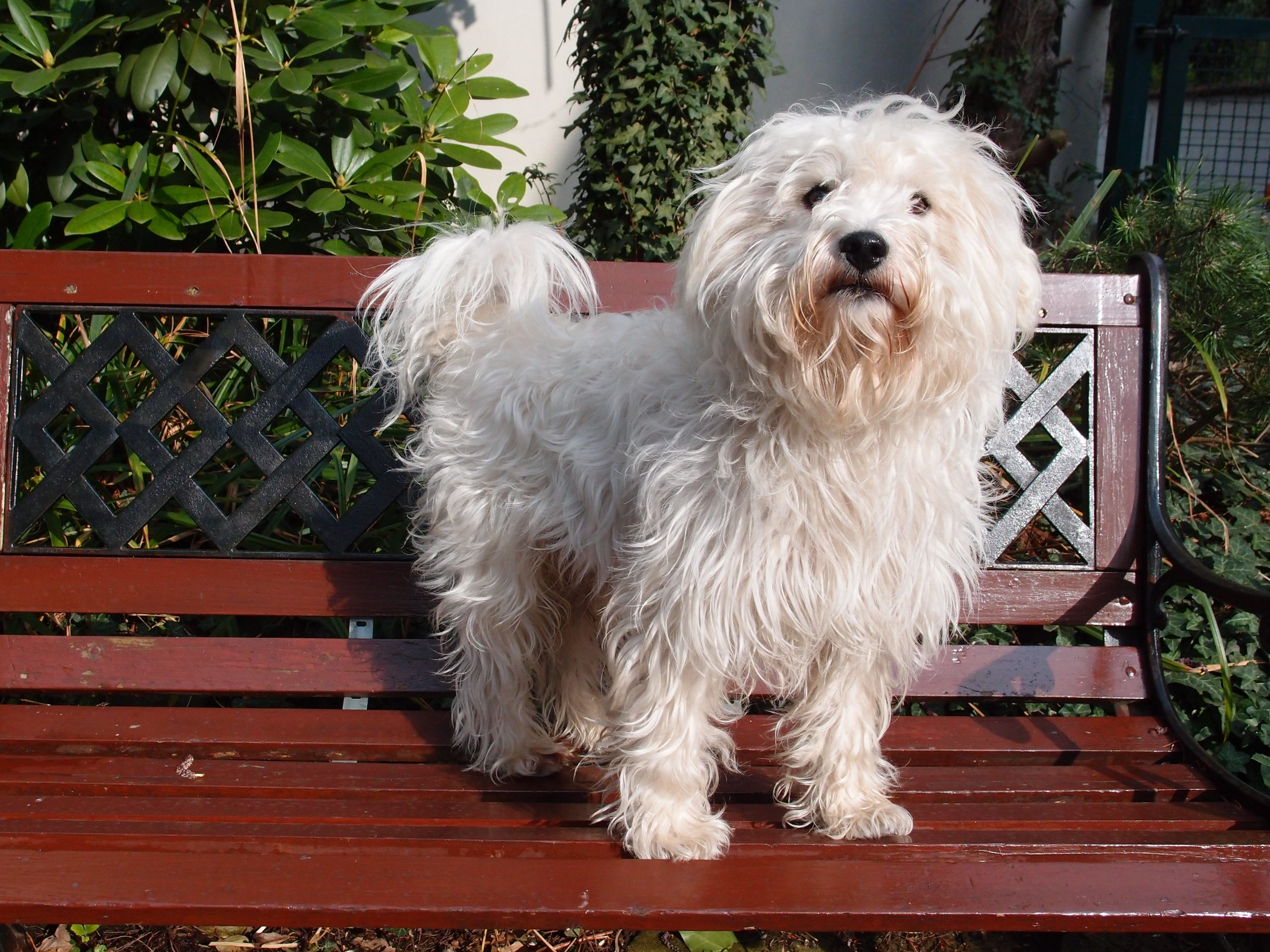 Westiepoo (West Highland White Terrier & Poodle Mix): Info, Pictures, Care & More