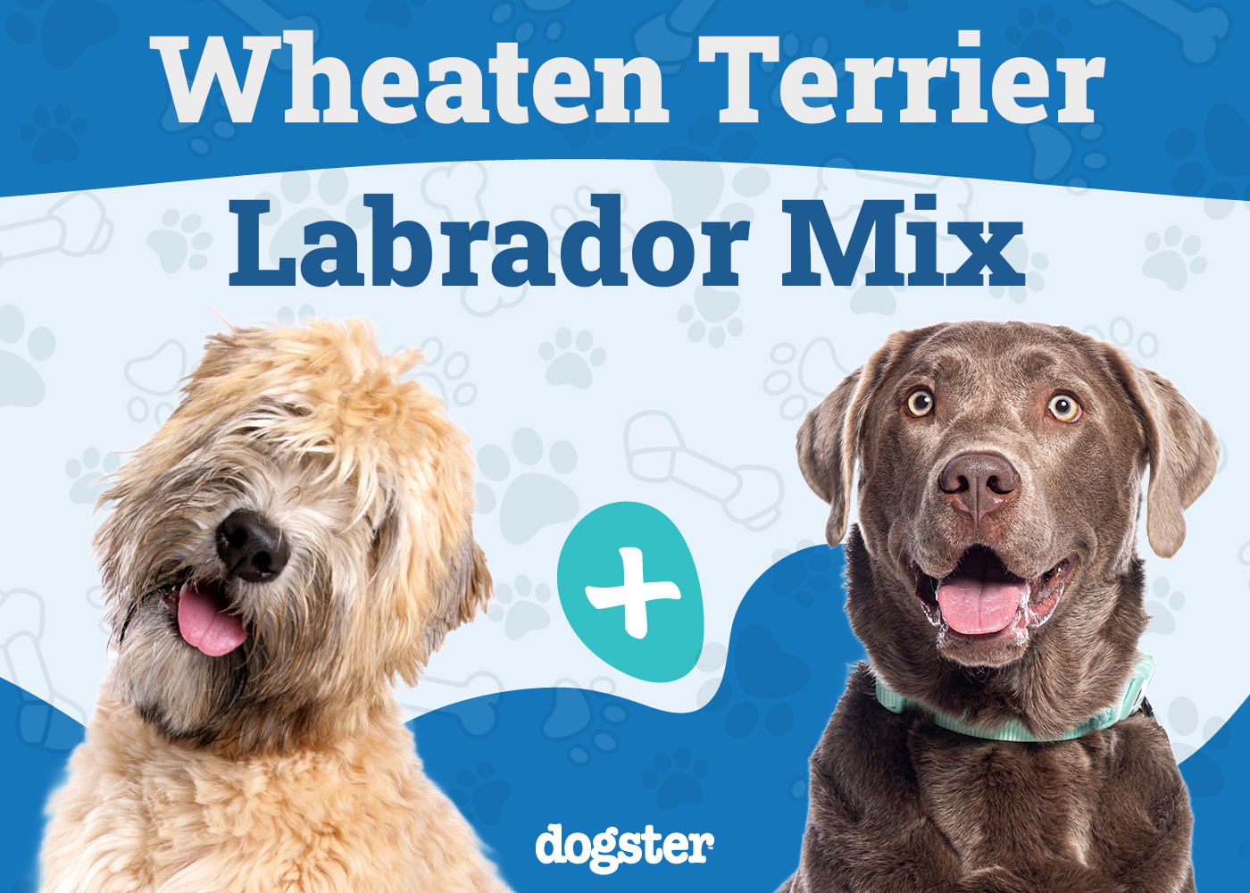 Wheatador (Wheaten Terrier Lab Mix): Info, Pictures, Temperament & More