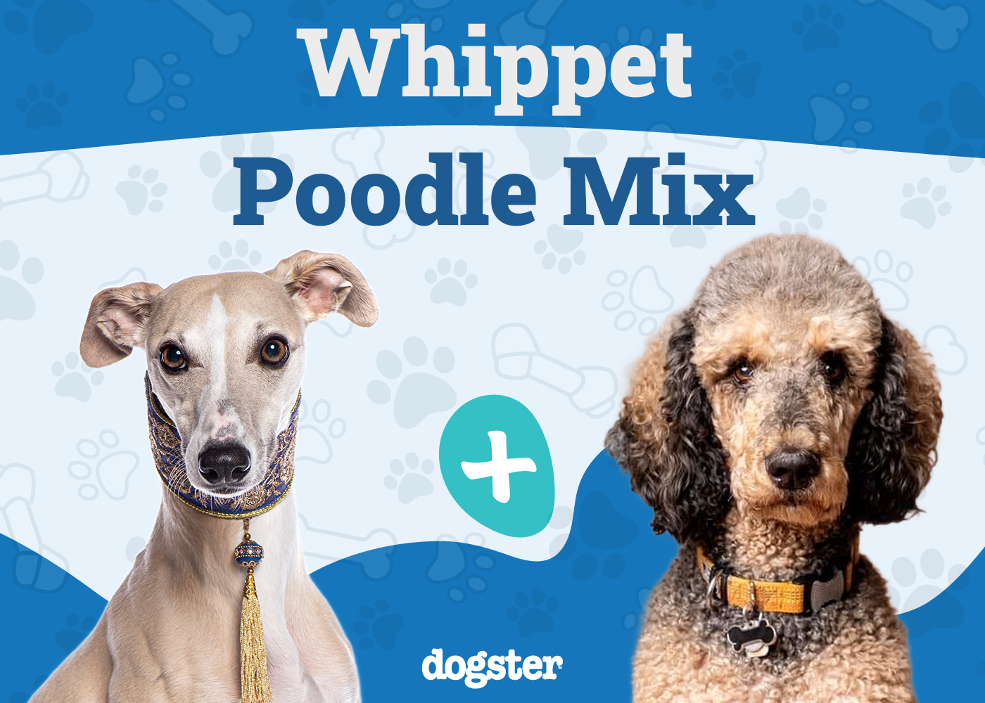 Whipoodle (Whippet Poodle Mix): Info, Pictures, Care Guide & More