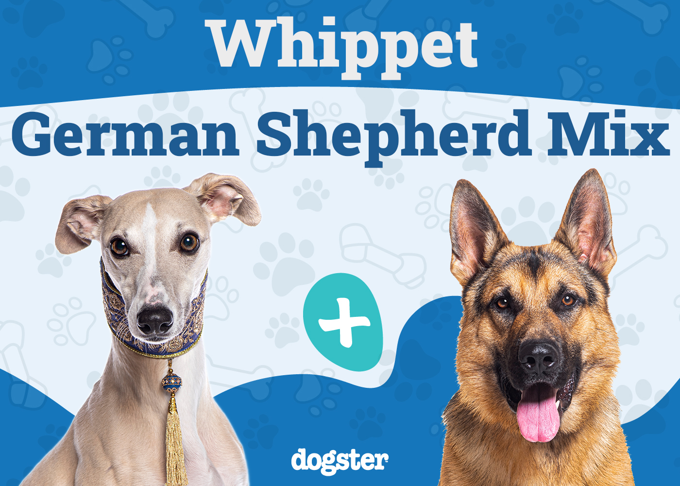 Whippet German Shepherd Mix: Info, Pictures, Care Guide & More