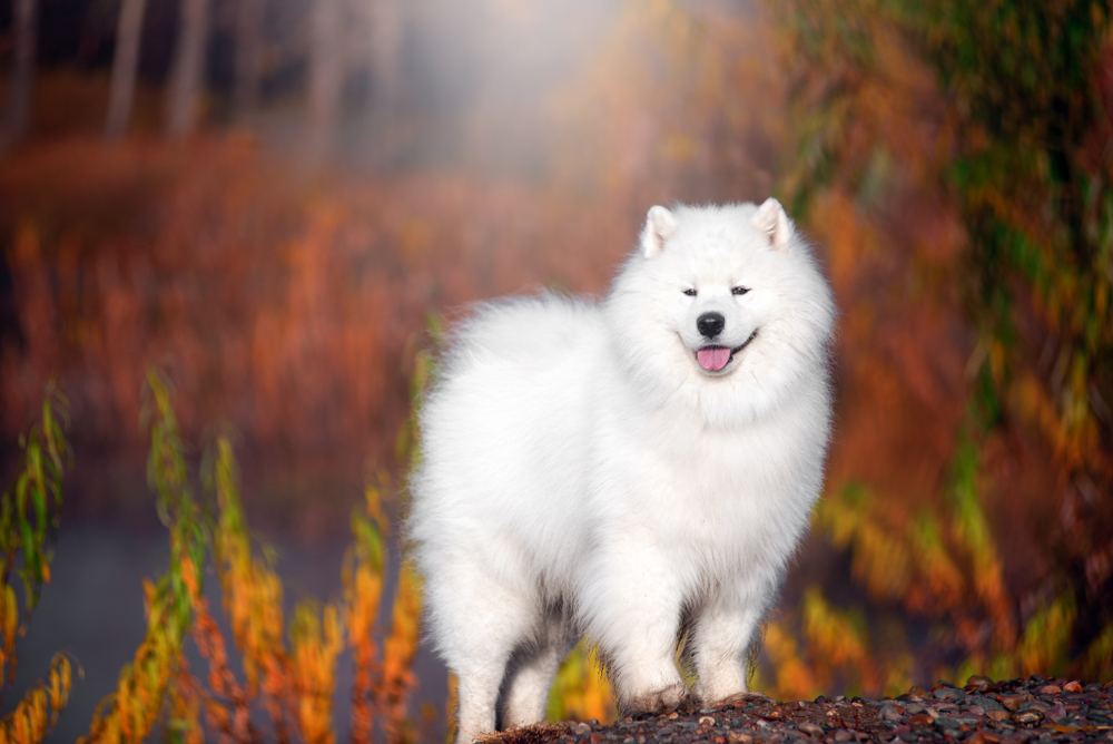 How to Train a Samoyed: 12 Vet-Reviewed Tips