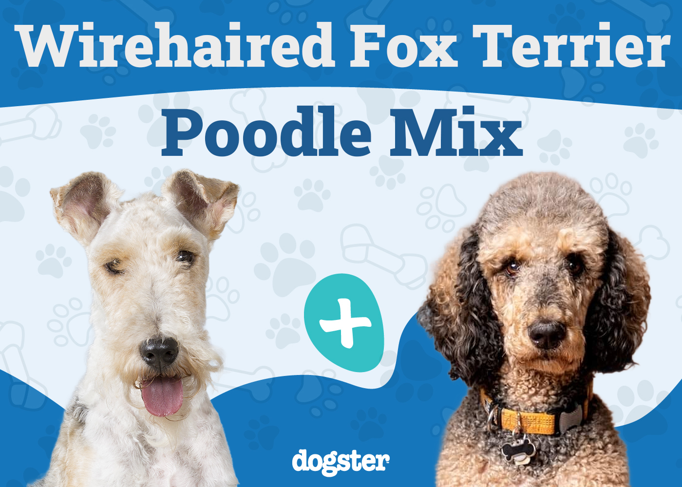 Wire Poo Mixed Dog Breed: Info, Pictures, Care & More