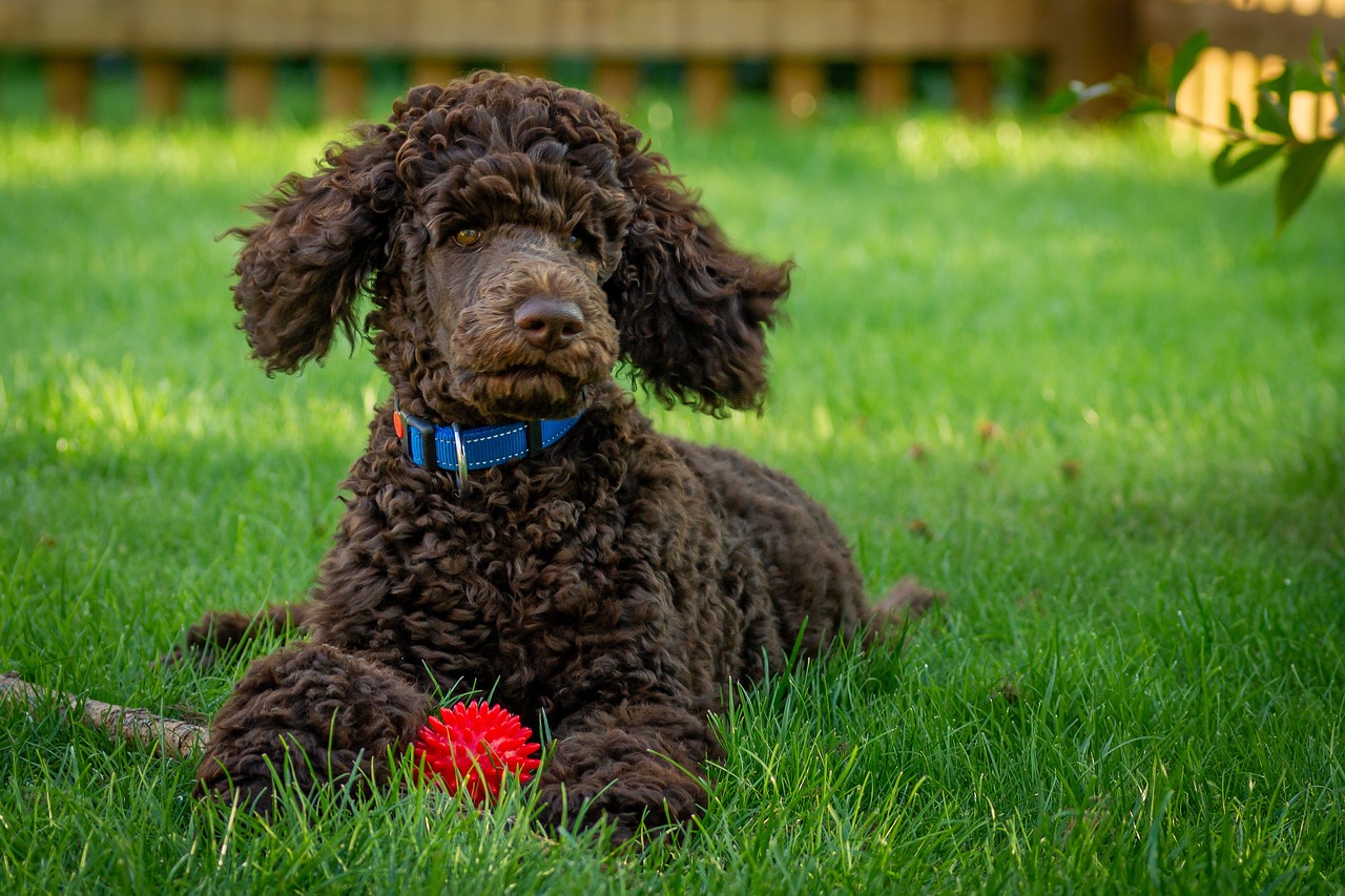Woodle (Welsh Terrier & Poodle Mix): Info, Pictures, Care & More