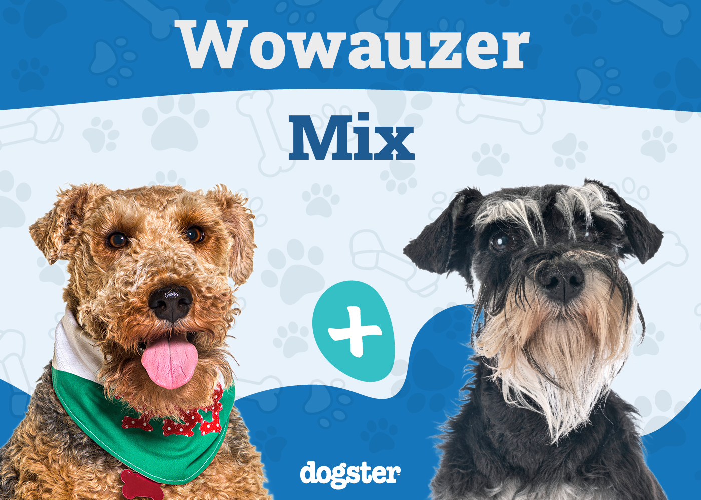 miniature schnauzers wowzer schnauzer