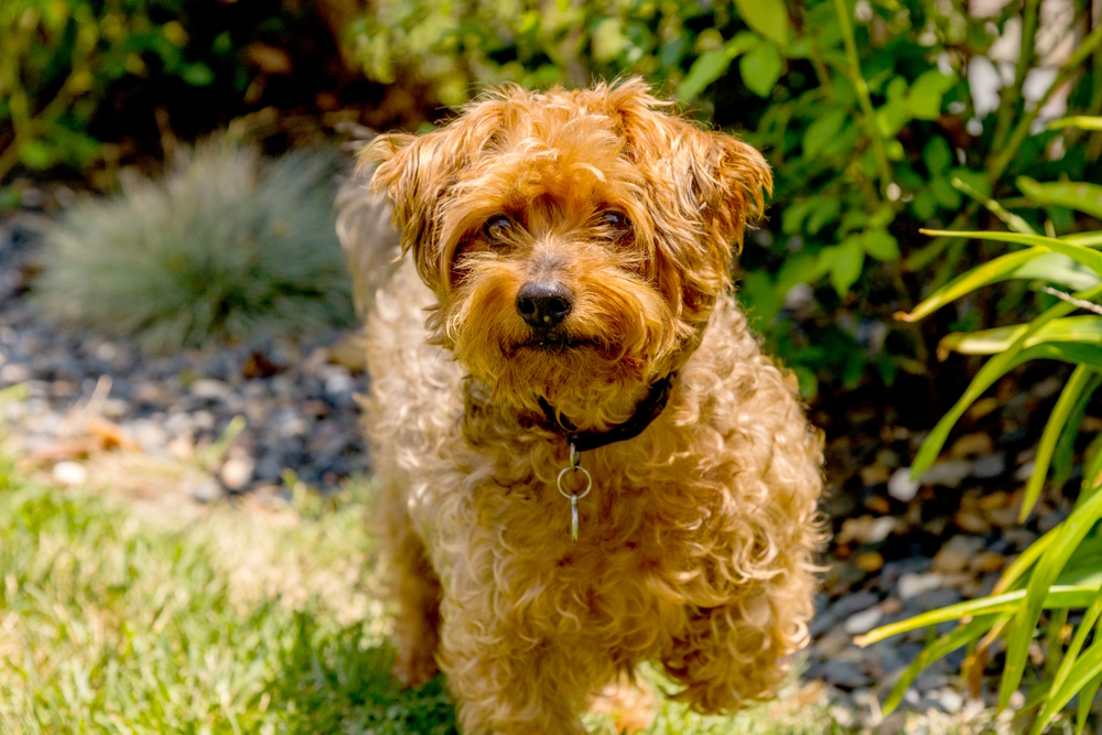 Yorkie Poo (Yorkshire Terrier & Poodle Mix): Info, Pictures & Care Guide