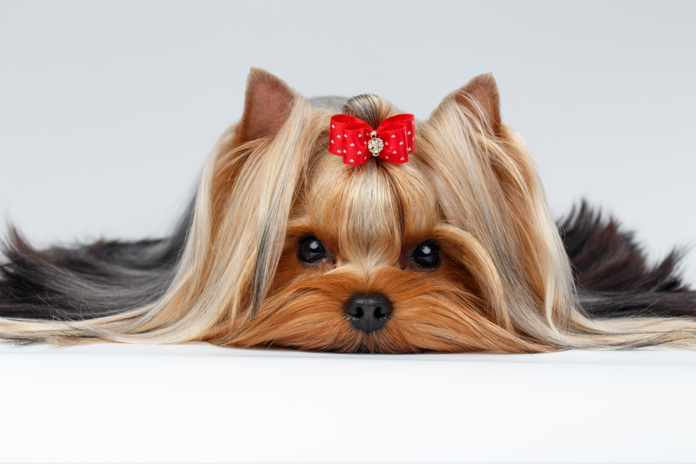 Yorkie with a red bow hairstyle