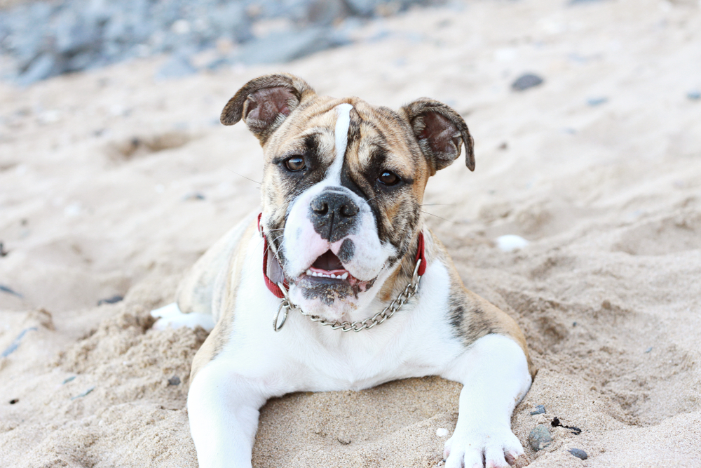 Australian Bulldog Dog Breed: Info, Pictures, Care Guide & More