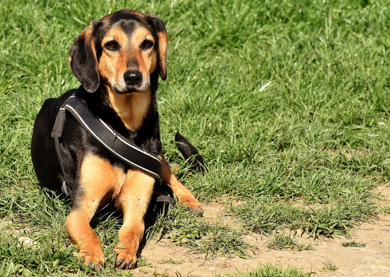 Basschshund Dog Breed: Info, Pictures, Care Guide & Traits