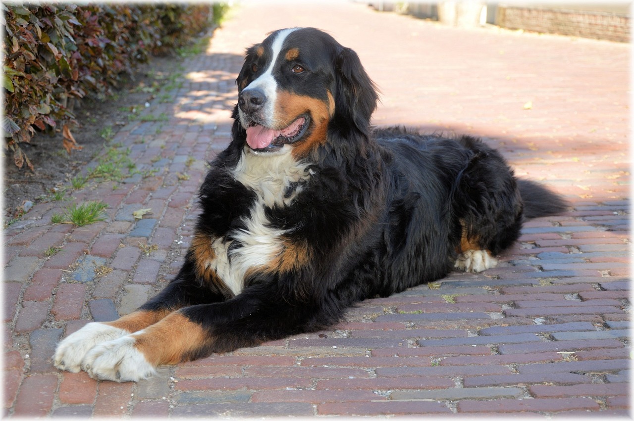 Is a Bernese Mountain Dog Hypoallergenic? The Interesting Answer!