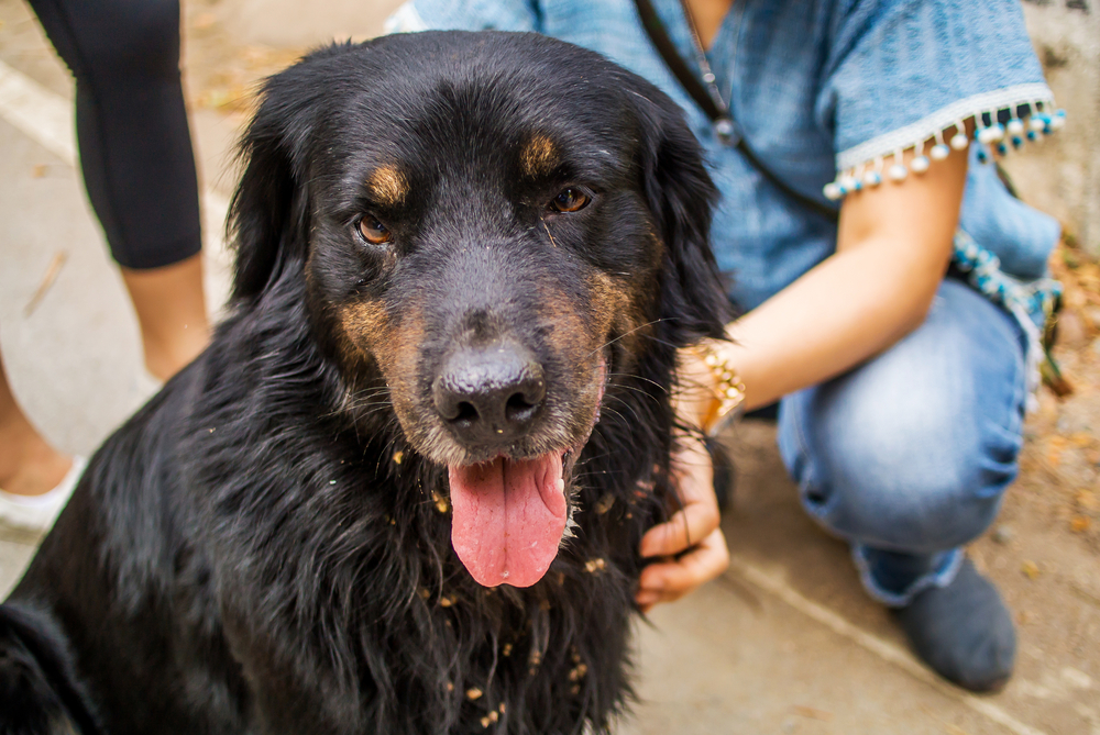 black mixed dog of rottweiler and golden retriver is sitting among people politely for touching