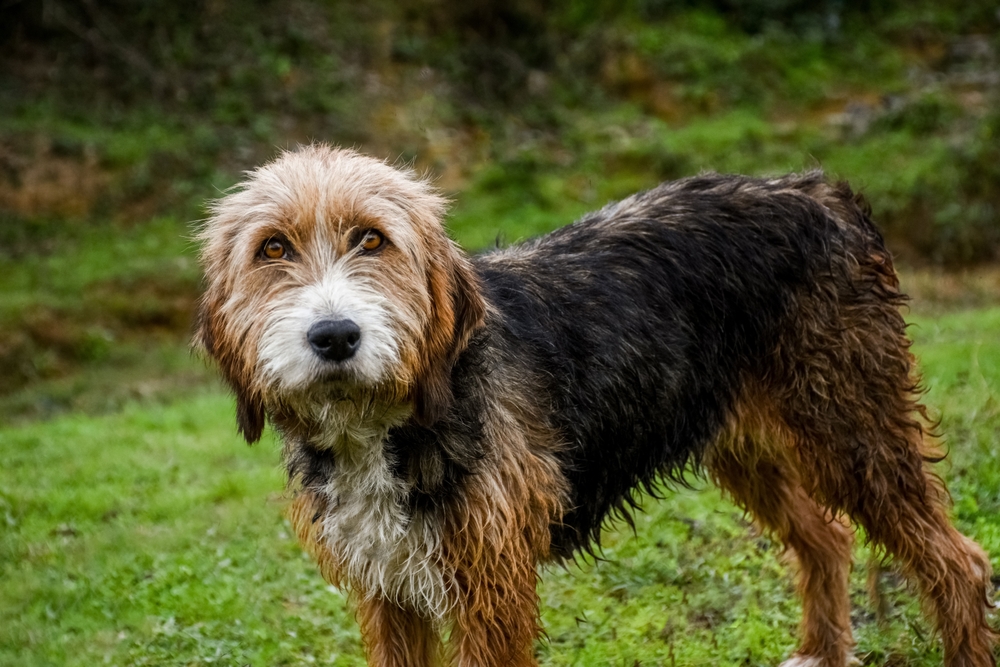 Bosnian Broken-Haired Hound (Barak)