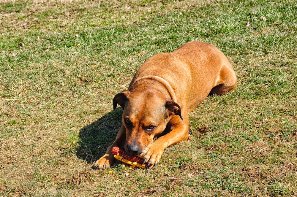 Boxweiler (Rottweiler Boxer Mix) Dog Breed: Info, Pictures, Care & More