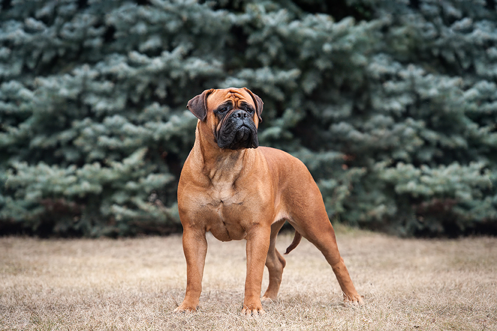 Bullmastiff dog standing outdoor