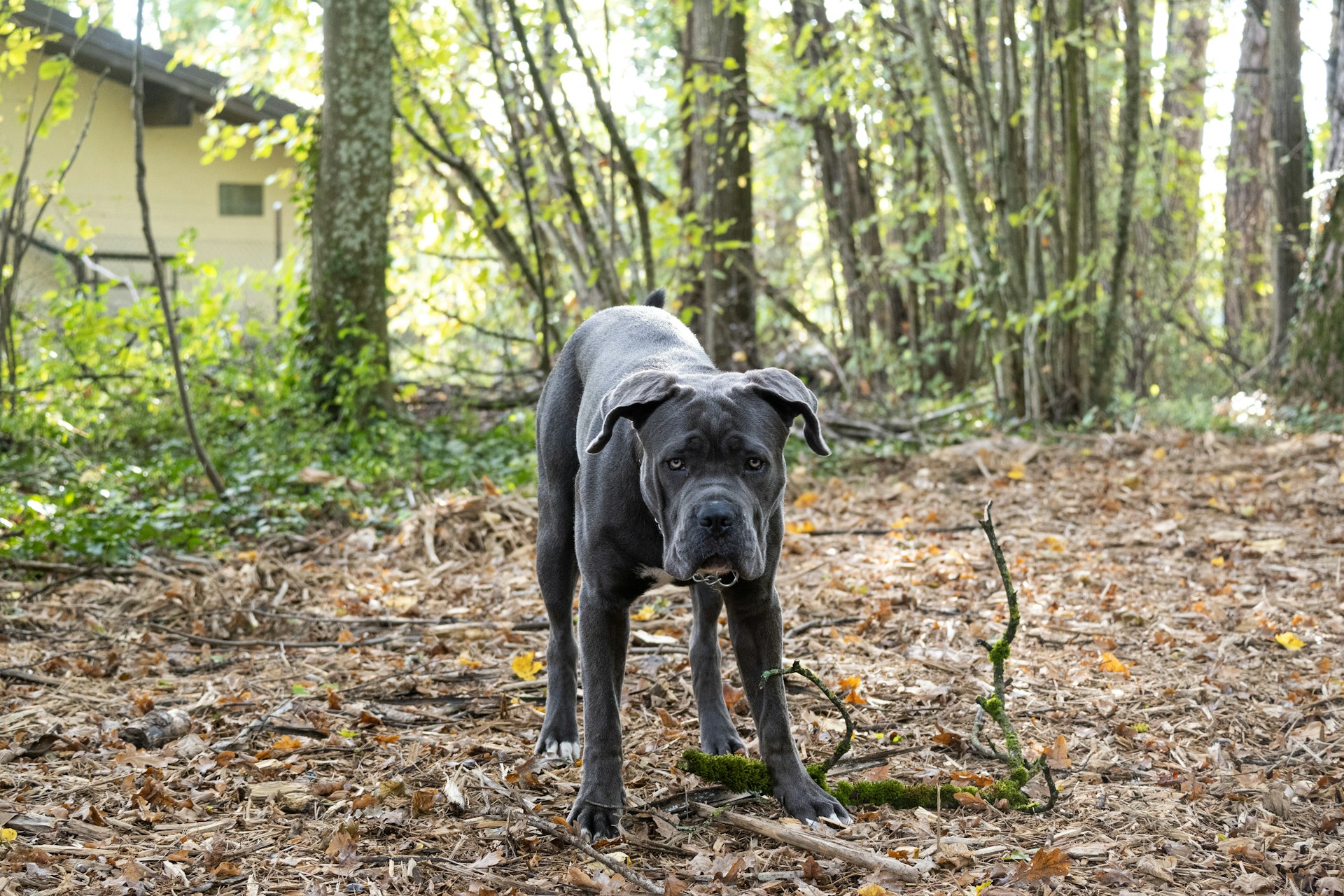 cane corso puppy outdoors_Rizaldi03_Shutterstock