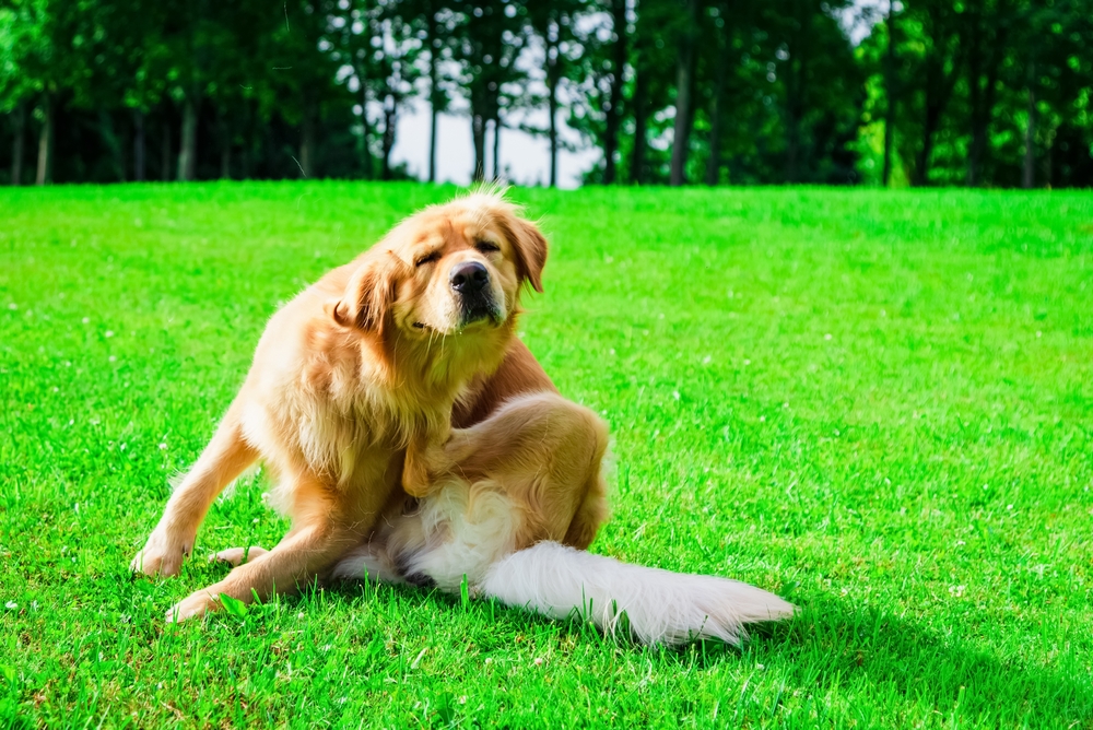 Allergies in Dogs: Causes, Signs & Treatment