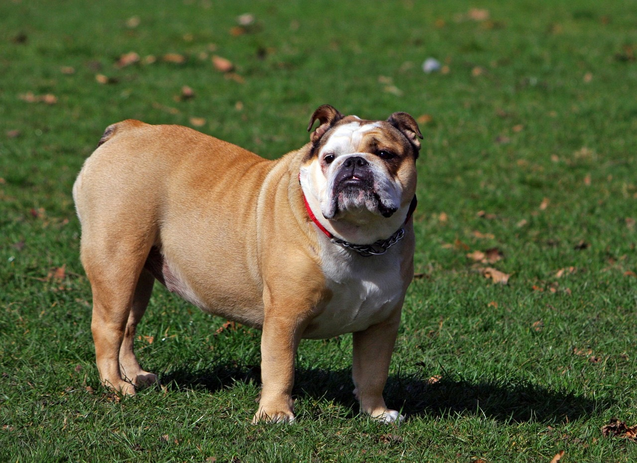 english bulldog standing on grass