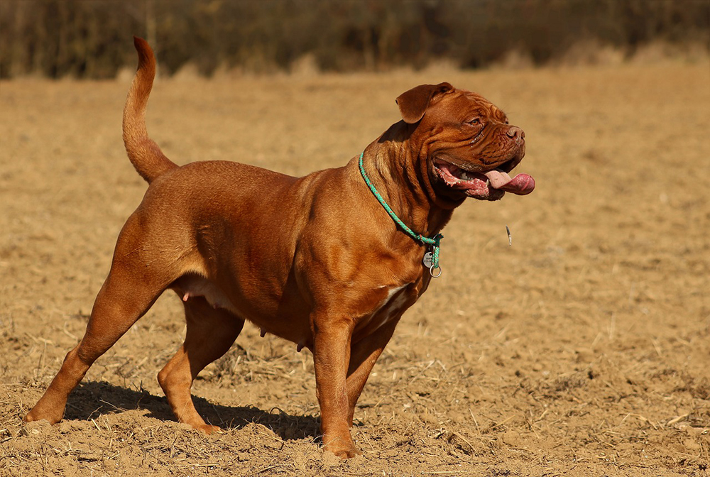 female dogue de bordeaux at the field