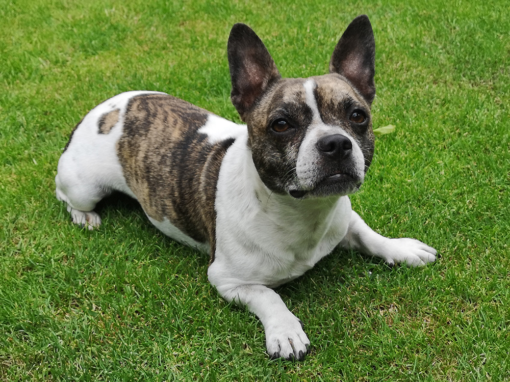 French Bullhuahua (French Bulldog & Chihuahua Mix): Info, Pictures, Care & More