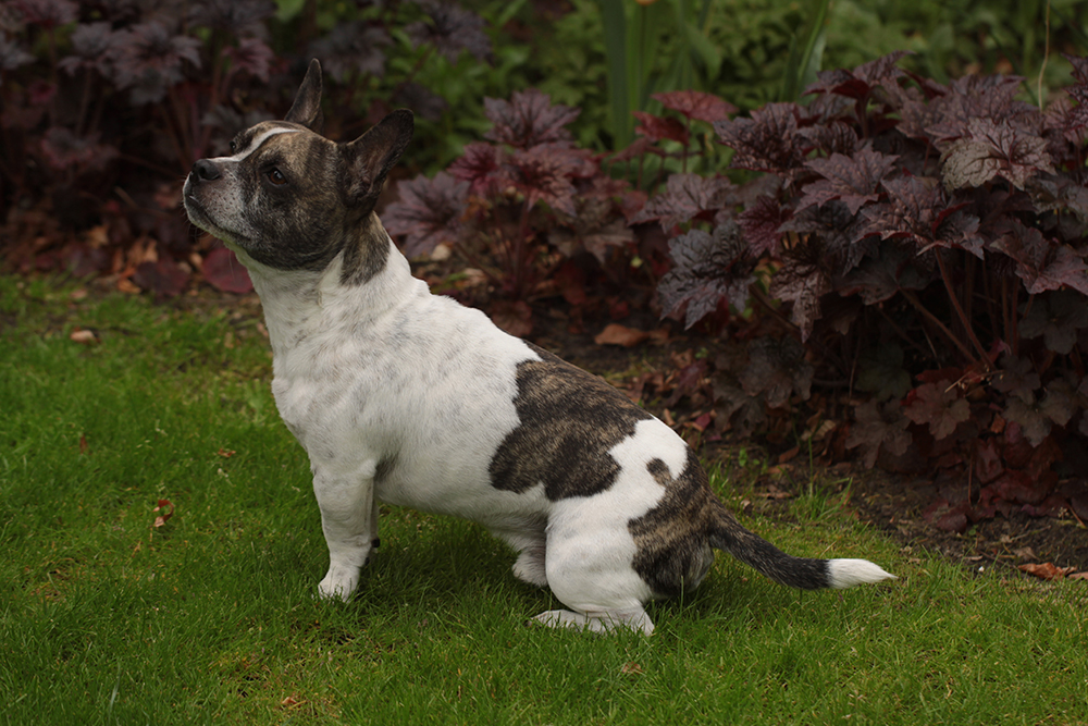 French bullhuahua mix dog