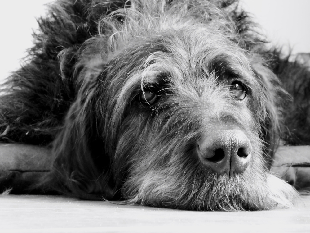 Great Danoodle (Poodle & Great Dane Mix): Info, Pictures, Care & More