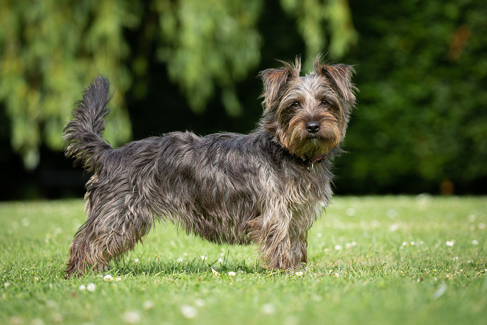 Yorkie Russell Dog Breed: Info, Pictures, Care & More
