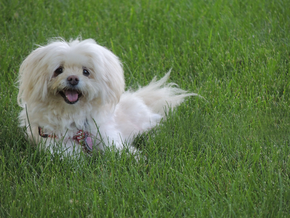 Havaton (Havanese & Coton de Tulear Mix): Info, Pictures, Care & More