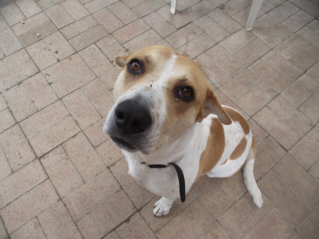 Jack-A-Bee Dog Breed: Info, Pictures, Care Guide & More